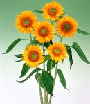 Helianthus_4.jpg