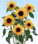 Helianthus_5.jpg