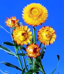 Helichrysum.jpg