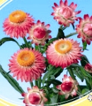 Helichrysum_pink.jpg