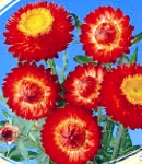 Helichrysum_red.jpg