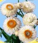 Helichrysum_white.jpg