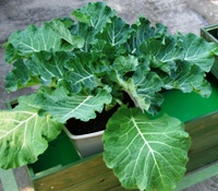 Kale3_200×175.JPG