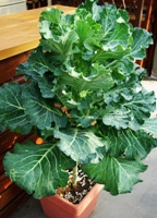 Kale4_144×200.JPG