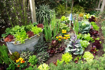 つのたんイチオシ野菜 極上レタス｜つのたんイチオシ野菜 極上レタス