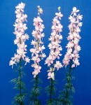 Larkspur 2color.JPG