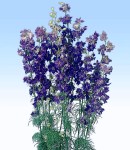 Larkspur_blue.jpg