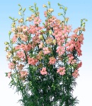 Larkspur_pink.jpg