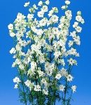 Larkspur_white.jpg