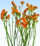 Limonium apricot.jpg