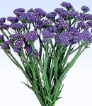 Limonium blue.jpg