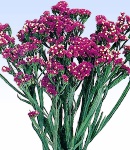 Limonium purple.jpg