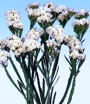 Limonium white.jpg