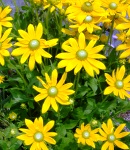 Rudbekia_irish_2.JPG