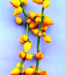Solanum_gold.jpg