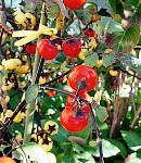 Solanum_red.jpg