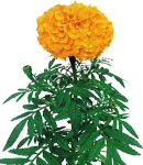 Tagetes_orange.jpg