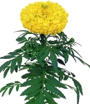 Tagetes_yellow.jpg