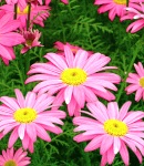 Tanacetum_pink.jpg