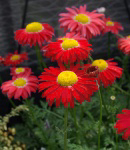 Tanacetum_red1.jpg