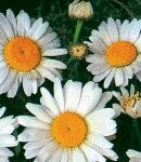 Tanacetum_white.jpg