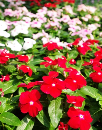 Vinca3_336×430.jpg