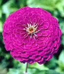 Zinnia_purple.jpg