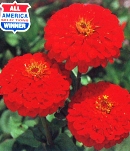 Zinnia_red.jpg