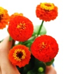 Zinnia_small_orange2.JPG