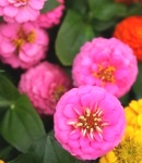 Zinnia_small_pink2.JPG