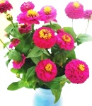 Zinnia_small_purple2.JPG