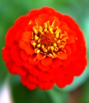 Zinnia_small_red.JPG