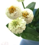 Zinnia_small_white2.JPG