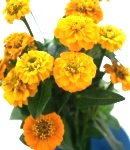 Zinnia_small_yellow2.JPG