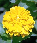 Zinnia_yellow.jpg