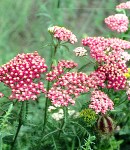 achillea_pink.JPG