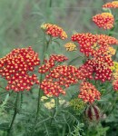 achillea_red.JPG