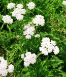 achillea_white.JPG