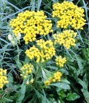 achillea_yellow.JPG