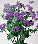 ageratum_topblue.jpg