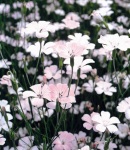 agrostenma_sakura.jpg