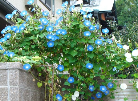 つのたんの朝顔市 全8品目｜つのたんの朝顔市 全8品目28色 緑の