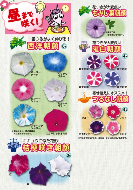 つのたんの朝顔市 全8品目｜つのたんの朝顔市 全8品目28色 緑の