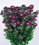 aster matsumoto_5 purple.jpg