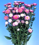 aster matsumoto_lavender pink.jpg