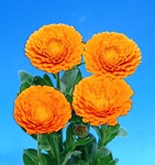 calendula_orange.jpg