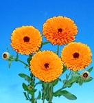 calendula_orange_black.jpg