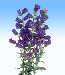 campanula_1 purple.jpg