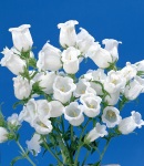 campanula_5 white.jpg