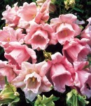 campanula_double_pink.jpg